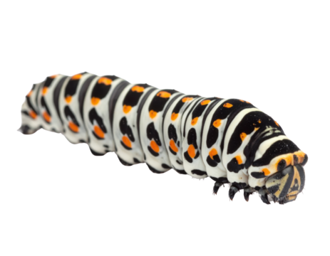 Striped caterpillar with black, white and orange pattern on transparent background