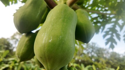 A papaya tree full of green fruits growing in an organic garden or rural farm, surrounded by other...