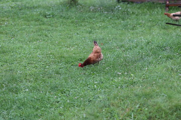 Chickens Pecking Grass in Front of a Wooden House