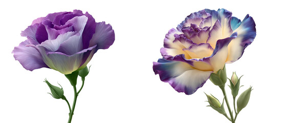Set of Eustoma flower isolated on transparent background.