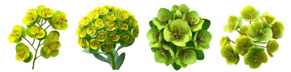 Set of Euphorbia flower flower isolated on transparent background.
