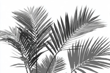 Close-up grayscale palm fronds against white background