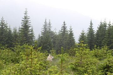 Gray Husky-Wolf Sitting Among Young Firs in Light Fog