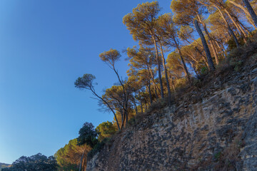 Stone pine trees growing on a rocky cliff against a clear blue sky, creating a picturesque natural landscape