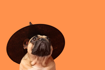 Cute French bulldog in Halloween witch hat on orange background