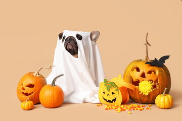Cute French bulldog dressed as ghost with Halloween pumpkins and candies sitting on beige background