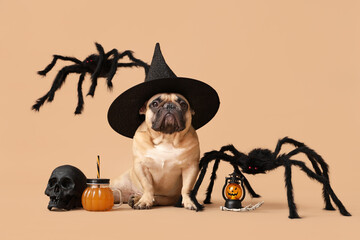 Cute French bulldog in witch hat with Halloween decorations and glass of pumpkin juice sitting on...