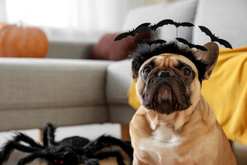 Cute French bulldog in Halloween headband at home