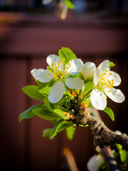 A branch of Apple tree