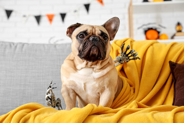 Cute French bulldog with skeleton hands sitting on sofa in living room decorated for Halloween party