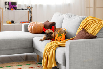 Cute French bulldog in devil horns with Halloween pumpkin bag and candies lying on sofa at home