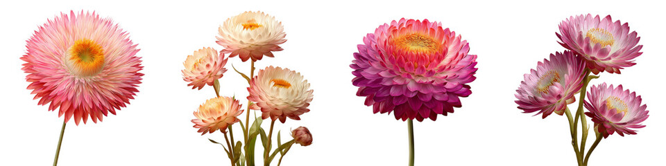 Set of Everlasting flower flower isolated on transparent background.