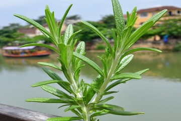 Obraz premium Close-up of rosemary sprigs by a canal, with boats
