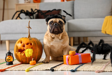 Cute French bulldog in headband with gift box, pumpkins and Halloween decorations sitting on floor...
