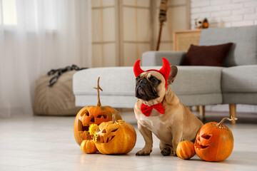 Cute French bulldog in devil horns with Halloween pumpkins sitting on floor at home