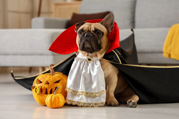 Cute French bulldog dressed as Dracula with Halloween pumpkins sitting on floor at home