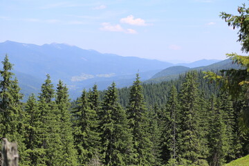 Towering Green Firs in the Carpathian Mountains