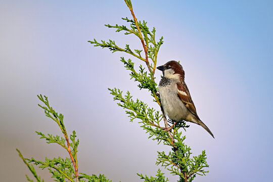 House sparrow in a tamarisk // Haussperling (Passer domesticus) - Peloponnese, Greece