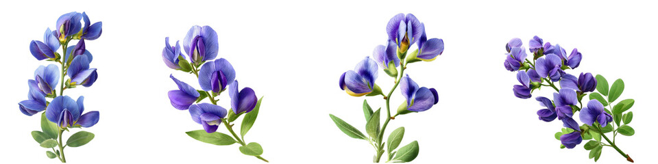 Set of False Indigo flower isolated on transparent background.