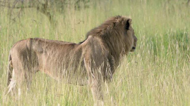 タンザニア、セレンゲティのライオン