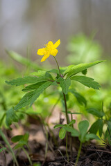 Anemonoides ranunculoides, yellow or yellow wood anemone or buttercup anemone