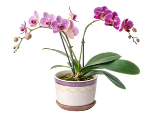 Beautiful pink orchid plant in a decorative pot on black background