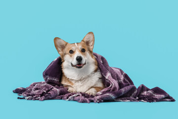 Cute Corgi dog with purple plaid lying on blue background