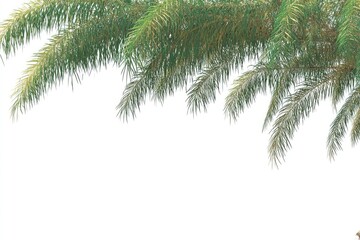 Obraz premium Palm fronds against a white background
