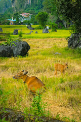 a group of cows, mother and baby cow in the green land
