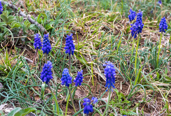 the first spring flowers, outdoor walks in a nature park with an overview of the area