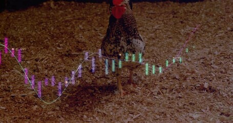 Chart appearing causing rooster shifting head stepping as bars dipping then rising showing rebound - Powered by Adobe