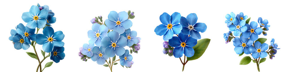 Forget me not flower isolated on transparent background.