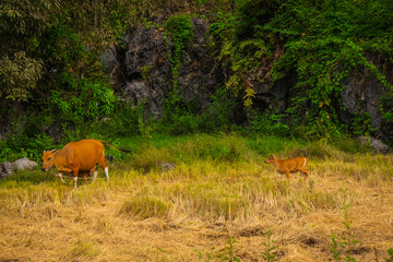 a group of cows, mother and baby cow in the green land