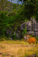 a group of cows, mother and baby cow in the green land