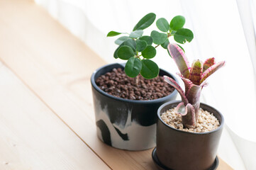 カーテンごしの光にあたる観葉植物