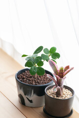 カーテンごしの光にあたる観葉植物