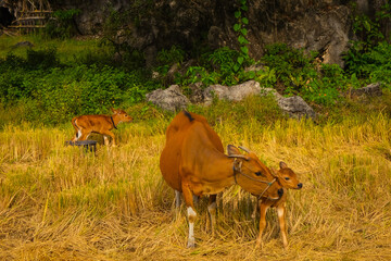 a group of cows, mother and baby cow in the green land