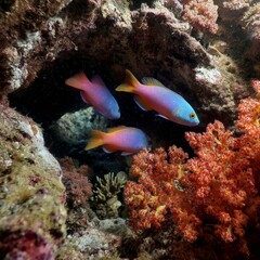 Colorful Coral Reef with Vibrant Fish Swimming in Clear Water