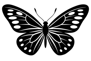 Butterfly vector illustration