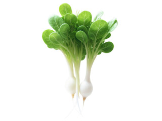 Obraz premium Radish Microgreens (Raphanus sativus) - A vibrant plate featuring fresh radish microgreens, their bright green leaves contrasted against thin, crunchy