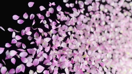 Obraz premium Beautiful cascade of soft pink petals falling through black background, floating delicately in motion, symbolizing nature, romance, creativity, spring bloom and graceful botanical minimalism.