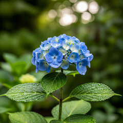 Single blue hydrangea stem with dewdrops in a soft blurred background.