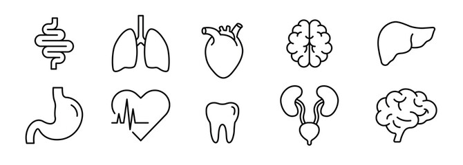 Thin Line Human Organ Icon Set, Outline Symbol of Liver, Brain, Heart, Lungs, Intestine, Tooth, Stomach, Urinary System for Anatomy and Healthcare Vector Design