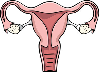 Detailed anatomical illustration of the female reproductive system, showcasing the uterus, fallopian tubes, and ovaries.