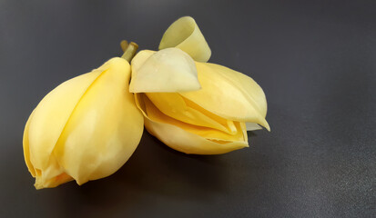 Fragrance flowers of Magnolia Champaka or Magnolia x alba DC Figlar, pastel yellow color flora in...