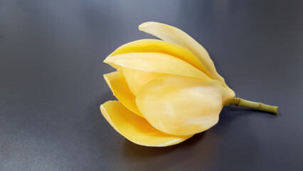 Fragrance flowers of Magnolia Champaka or Magnolia x alba DC Figlar, pastel yellow color flora in...