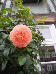 Eine pinke Rose am Fenster des Fachwerkhauses
