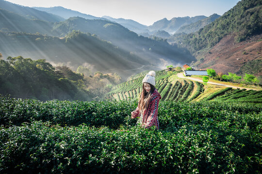Lifestyle, Asian woman travel on winter vacation, scenery nature light sunshine in morning with light mist in green tea plantation farm or rai cha 2000 in valley, Doi Ang Khang, Chiang Mai, Thailand.