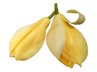 Fragrance flowers of Magnolia Champaka or Magnolia x alba DC Figlar, pastel yellow color flora isolated in transparent background, cutout