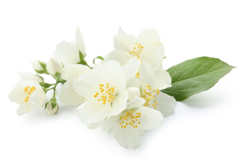Beautiful jasmine flowers on white background